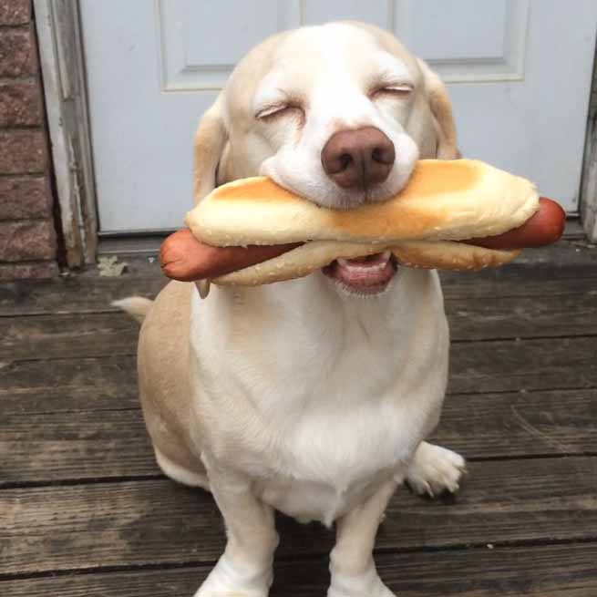 Hot Dog