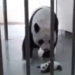 ena moro panda sinanta tin mama tou gia proti fora
