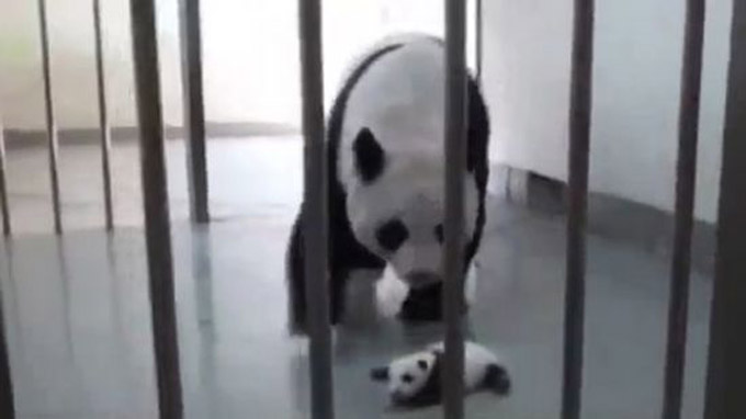 ena moro panda sinanta tin mama tou gia proti fora