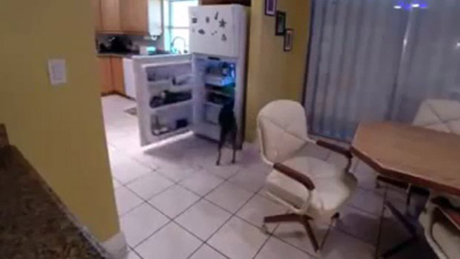 skilos anigi to psigio ke dialegi ap to pano rafi