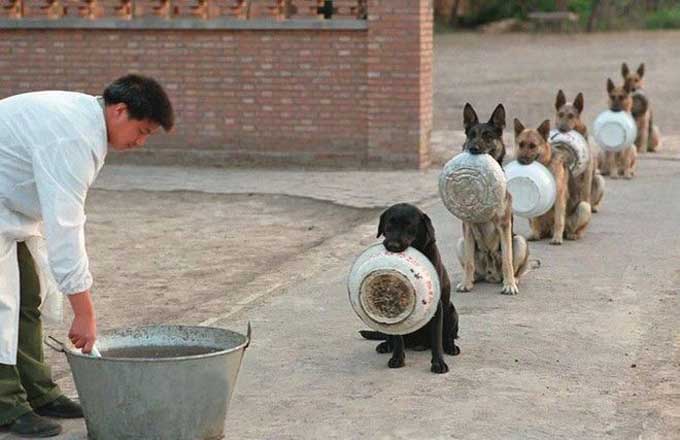dogs