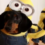 entisan ta skilakia tous me koustoumakia minions apithana