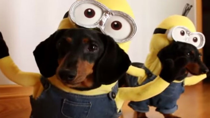 entisan ta skilakia tous me koustoumakia minions apithana