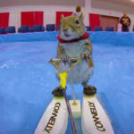 ena skiouraki thalassios skier