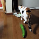 to angouri pou tromaxe ti gata