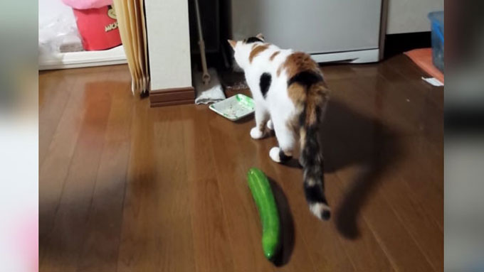 to angouri pou tromaxe ti gata