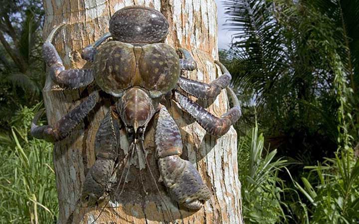 gigantioi kavoures pou skarfalwnoun sta dentra kai pnigontai sto nero 1