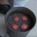 4tomatoseedplant