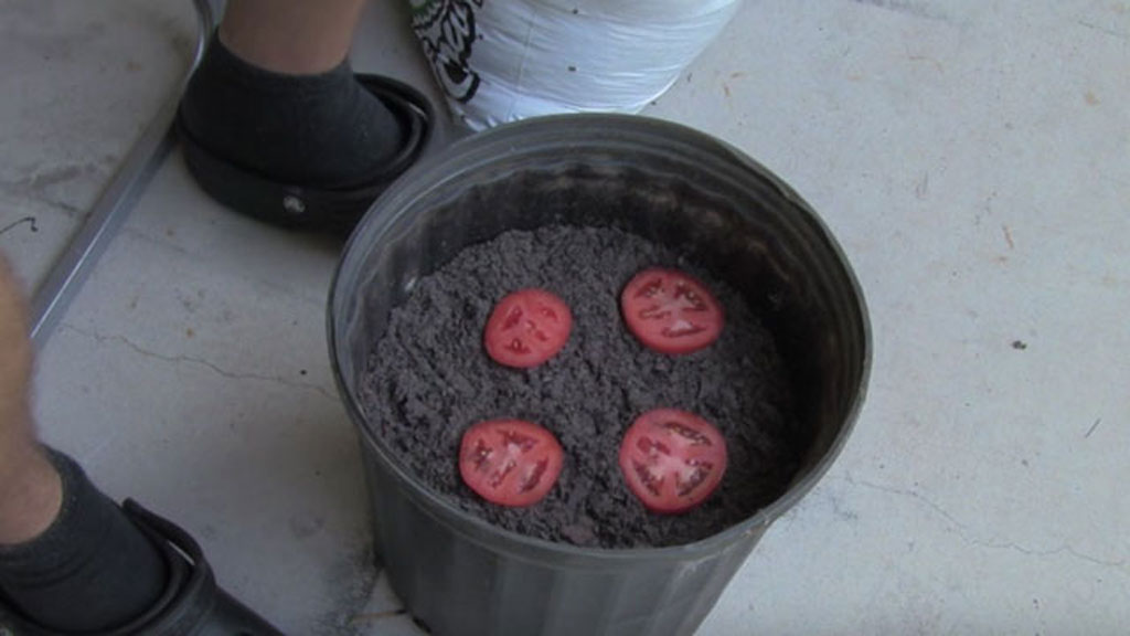 4tomatoseedplant