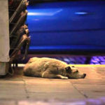 City of Dog: Η Αθήνα μέσα από τα μάτια ενός αδέσποτου σκύλου (Βίντεο)
