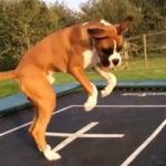 dogs playing on trampolines