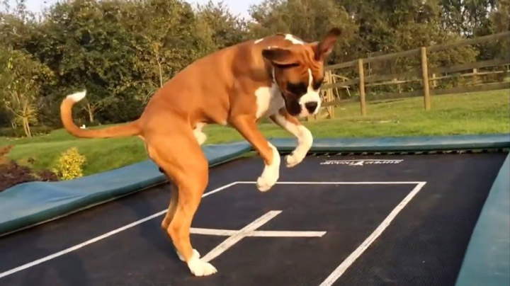 dogs playing on trampolines