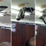 gigantiaio fidi peftei apo ta plakakia orofhs estiatoriou