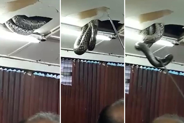 gigantiaio fidi peftei apo ta plakakia orofhs estiatoriou