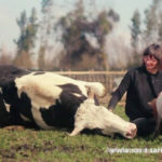 meanwhile at a farm animal sanct