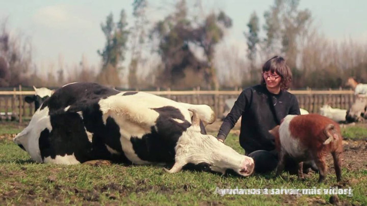 meanwhile at a farm animal sanct