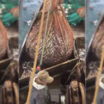 russian fishermen find sea lion