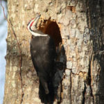 timelapse of a pileated woodpeck