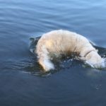 dog uses bread as bait to catch