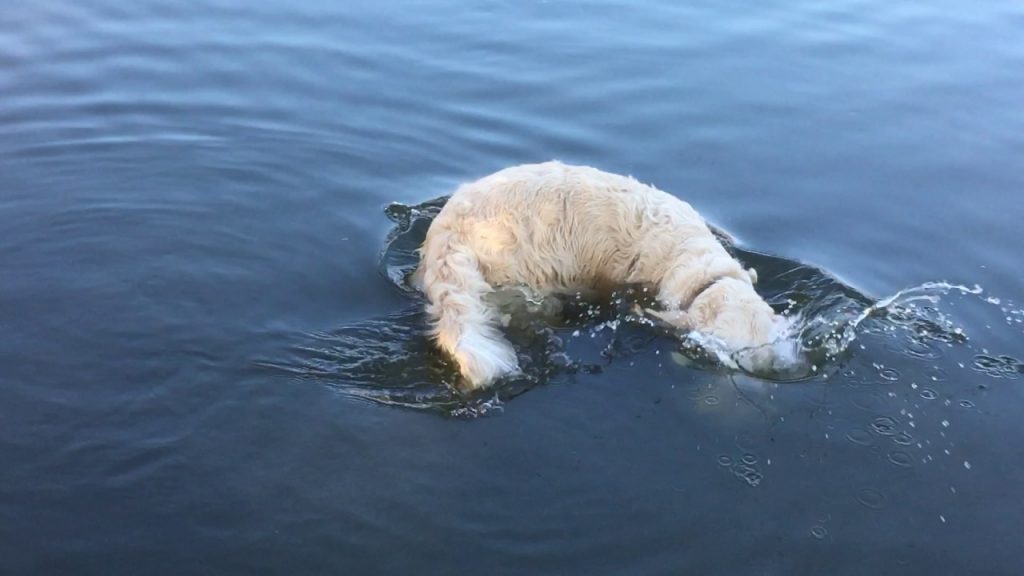dog uses bread as bait to catch